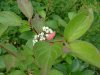 Round-leaved Dogwood (Cornus rugosa)