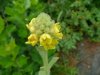 Common Mullein ; Great Mullein (Verbascum thapus)