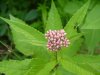 Spotted Joe-Pye Weed (Eupatorium maculatum)