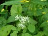 Fall Meadow-rue (Thalictrum pubescens)