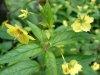 Fringed Yellow-Loosestrife (Lysimachia ciliata)