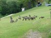 Flock of Canada Geese