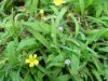 Yellow Wood Sorrel; Creeping Woodsorrel; Sour Grass (Oxalis stricta) with a unidentified purple flower