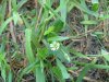 Mouse-ear Chickweed (Cerastium fontanum)