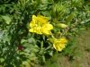 Common Evening-Primrose (Oenothera biennis)