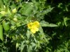 Common Evening-Primrose (Oenothera biennis)