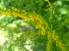 Canadian Goldenrod (Solidago canadensis)