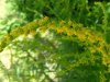 Canadian Goldenrod (Solidago canadensis)