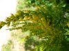 Canadian Goldenrod (Solidago canadensis)