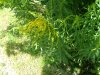Canadian Goldenrod (Solidago canadensis)