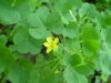 Yellow Wood Sorrel; Creeping Woodsorrel; Sour Grass (Oxalis stricta)