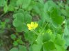 Yellow Wood Sorrel; Creeping Woodsorrel; Sour Grass (Oxalis stricta)