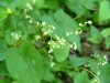 Smaller Enchanter's Nightshade (Circaea alpina)