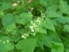 Smaller Enchanter's Nightshade (Circaea alpina)