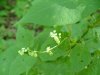 Smaller Enchanter's Nightshade (Circaea alpina)