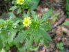 Sulphur Cinquefoil (Potentilla recta)