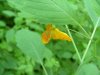 Spotted Touch-me-not; Jewelweed (Impatiens capensis Meerb)
