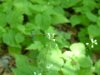 Smaller Enchanter's Nightshade (Circaea alpina)