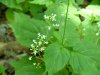 Smaller Enchanter's Nightshade (Circaea alpina)