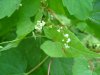 Smaller Enchanter's Nightshade (Circaea alpina)