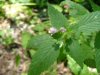 Hemp Nettle (Galeopsis tetrahit L.)