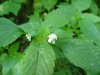 Hemp Nettle (Galeopsis tetrahit L.)