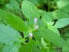 Hemp Nettle (Galeopsis tetrahit L.)