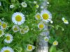 Daisy Fleabane (Erigeron annus)