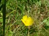 Tall Buttercup ; Meadow Buttercup ; Common Buttercup (Ranunculus acris)