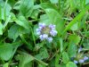Heal-all; Self-heal (Prunella vulgaris)