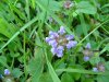 Heal-all; Self-heal (Prunella vulgaris)