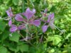 Common Fireweed; Great Willow-Herb; Blooming Sally (Epilobium angustfolium)