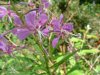 Common Fireweed; Great Willow-Herb; Blooming Sally (Epilobium angustfolium)