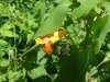 Spotted Touch-me-not; Jewelweed (Impatiens capensis Meerb)