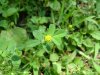 Black Medick (Medicago lupulina)