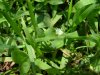 Mouse-ear Chickweed (Cerastium fontanum)