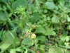 Pineapple-weed (Matricaria discoidea)