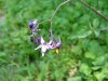 Bittersweet Nightshade; Climbing Nightshade; Deadly Nightshade (Solanum dulcamara) (its toxin is not fatal)