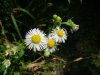 Daisy Fleabane (Erigeron annus)