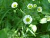 Daisy Fleabane (Erigeron annus)