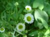 Daisy Fleabane (Erigeron annus)
