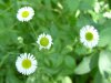 Daisy Fleabane (Erigeron annus)