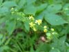 Woodland Agrimony (Agrimonia striata)