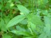 Woodland Agrimony (Agrimonia striata)