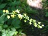 Woodland Agrimony (Agrimonia striata)