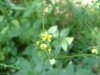 Woodland Agrimony (Agrimonia striata)