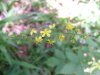 Woodland Agrimony (Agrimonia striata)