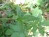 Woodland Agrimony (Agrimonia striata)