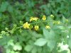 Woodland Agrimony (Agrimonia striata)