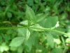 Woodland Agrimony (Agrimonia striata)